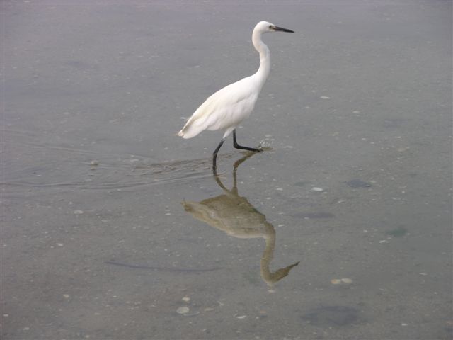 Bird at Miyajima island