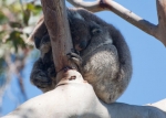 Koala2