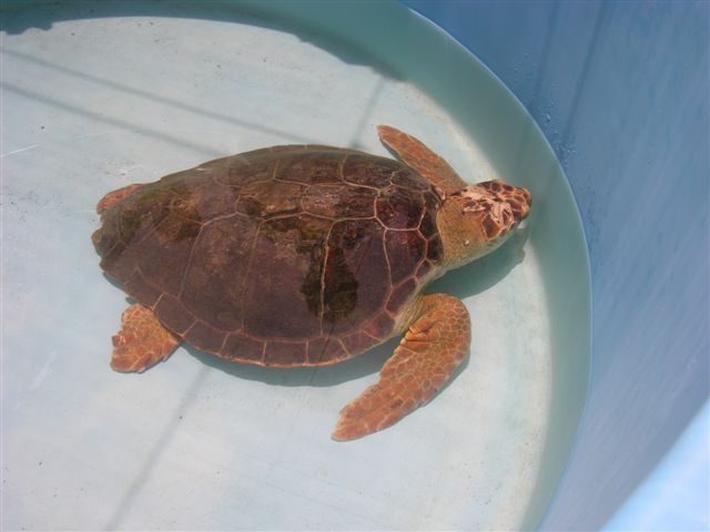 Turtle attacked with machete